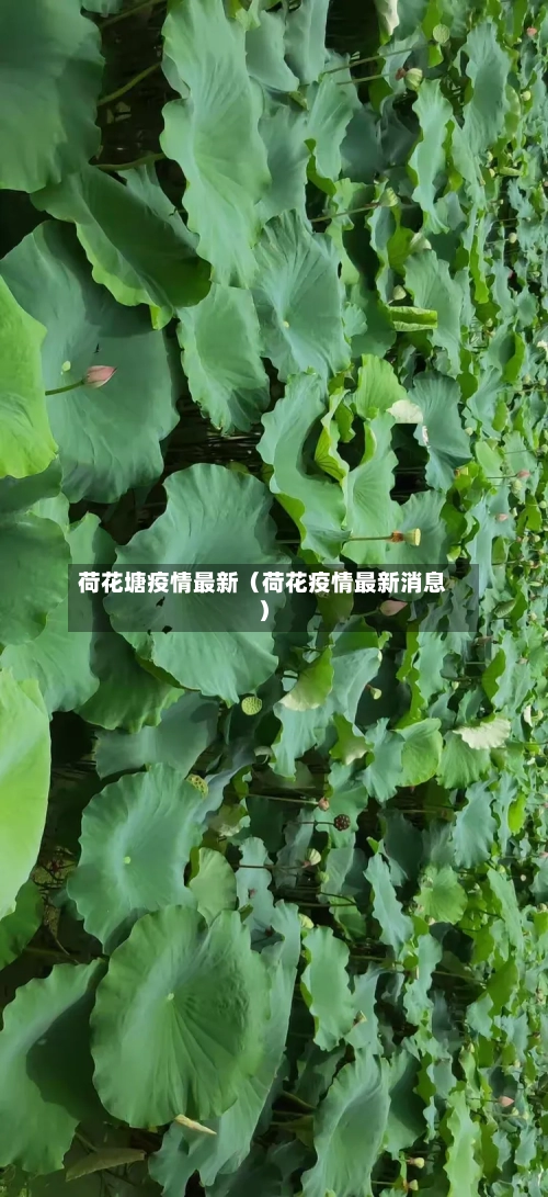 荷花塘疫情最新(荷花疫情最新消息)-第1张图片