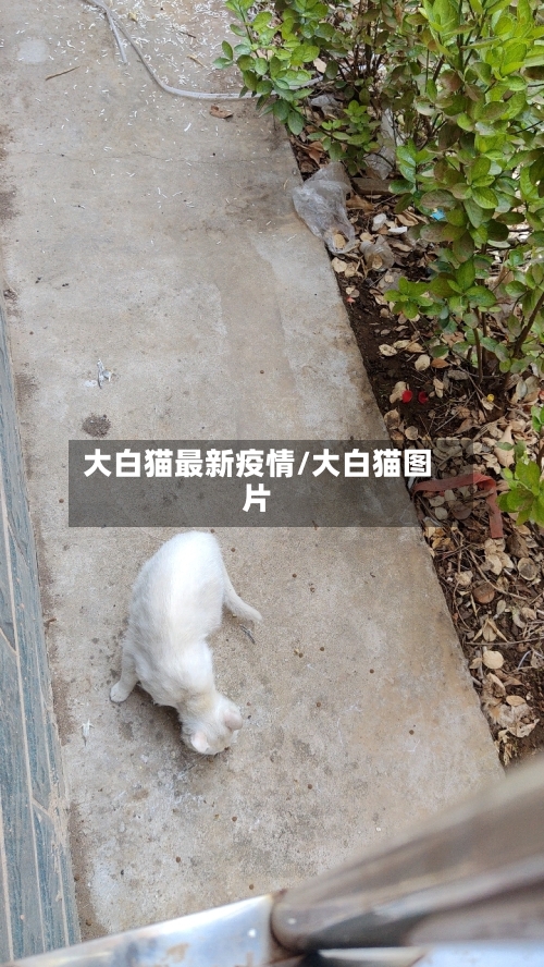 大白猫最新疫情/大白猫图片-第1张图片