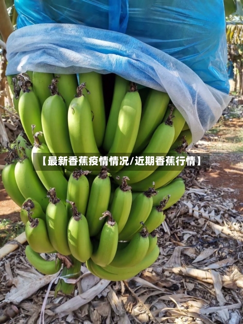 【最新香蕉疫情情况/近期香蕉行情】-第1张图片