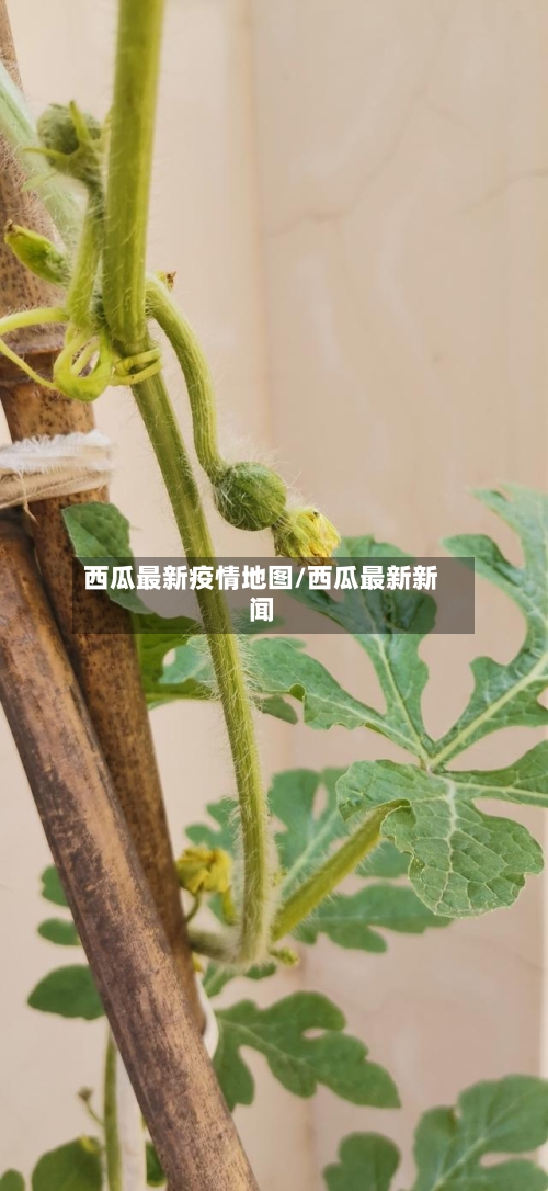 西瓜最新疫情地图/西瓜最新新闻-第1张图片
