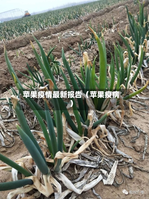 苹果疫情最新报告（苹果疫病）