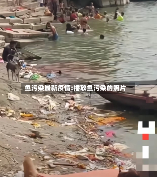 鱼污染最新疫情:播放鱼污染的照片-第1张图片