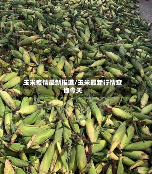 玉米疫情最新报道/玉米最新行情查询今天-第1张图片
