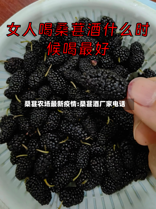 桑葚农场最新疫情:桑葚酒厂家电话-第1张图片