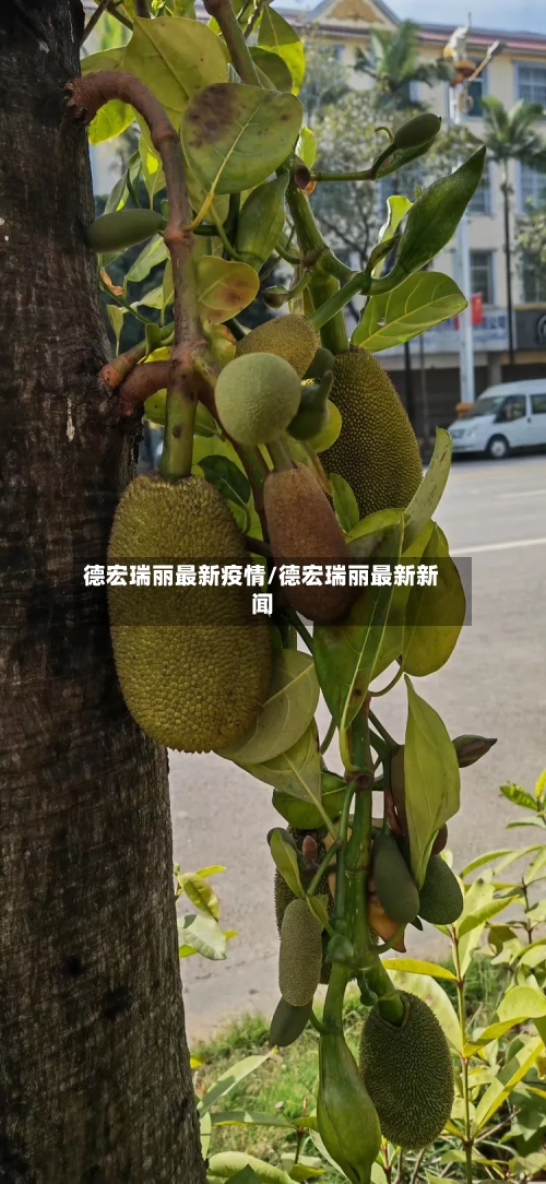 德宏瑞丽最新疫情/德宏瑞丽最新新闻-第1张图片