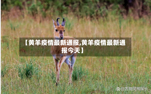 【黄羊疫情最新通报,黄羊疫情最新通报今天】-第1张图片