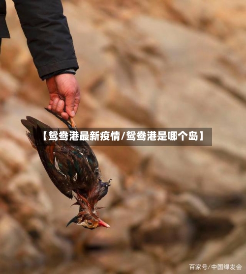 【鸳鸯港最新疫情/鸳鸯港是哪个岛】-第1张图片