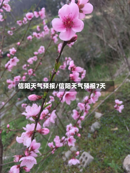 信阳天气预报/信阳天气预报7天-第1张图片