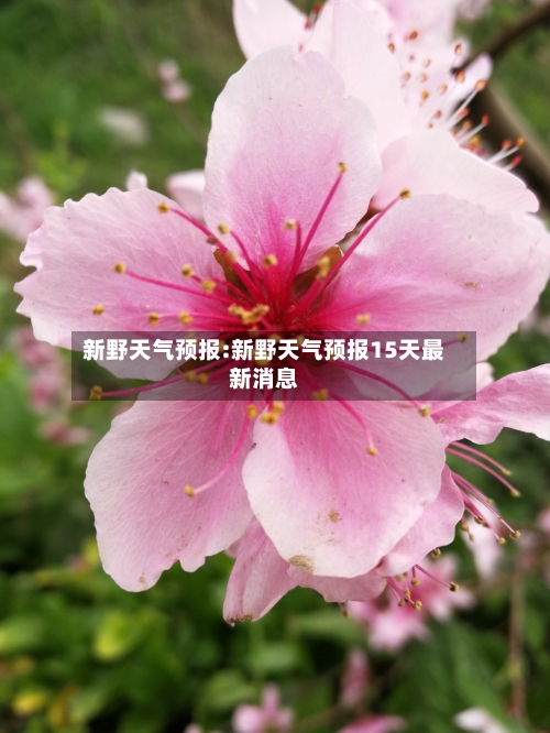 新野天气预报:新野天气预报15天最新消息-第1张图片