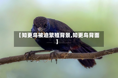 【知更鸟被迫繁殖背景,知更鸟背面】-第1张图片