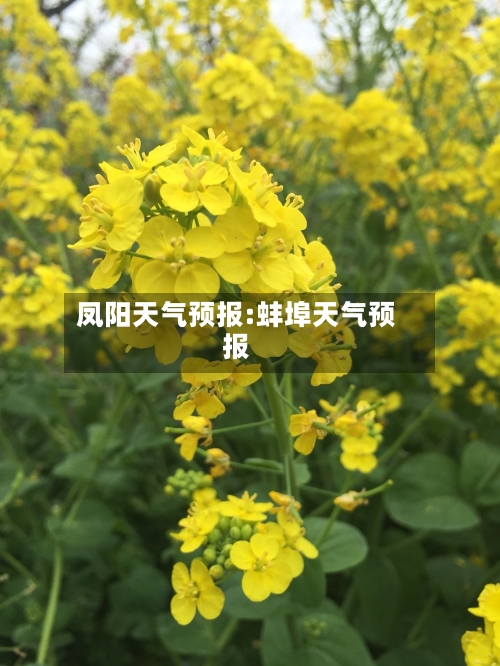 凤阳天气预报:蚌埠天气预报-第1张图片