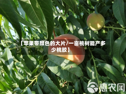 【苹果带颜色的大片/一亩桃树能产多少桃胶】-第1张图片