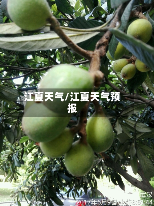 江夏天气/江夏天气预报-第1张图片